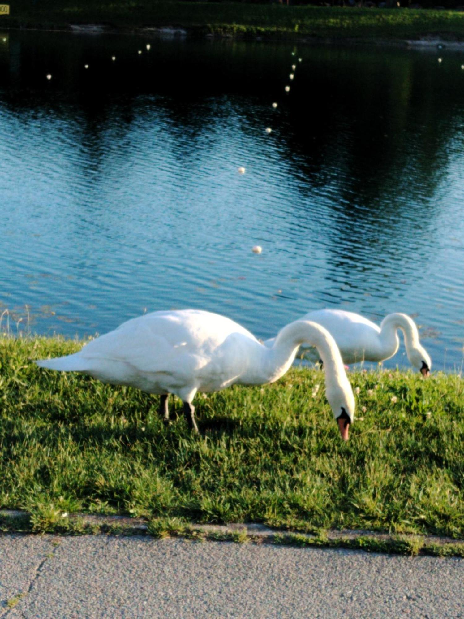 The Lake Zagreb Bagian luar foto